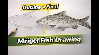 How to Draw Mrigel Fish Step by Step | Mrigel Fish Drawing Tutorial | Easy Mrigel Fish Sketch