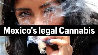 Mexico Marijuana :Mexico's legal Cannabis Business Takes Next Step with CBD-Focused Firm