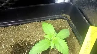 Marihuana pi&ntilde;a express G13 Lab crecimiento