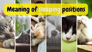 What does a cat sleeping position mean? 🐈#catsleep #cat