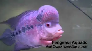 fengshui Aquatic Red Dragon Breeding Project