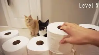 My cats do the toilet paper challenge!