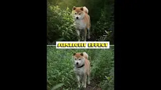 How To Make Amazing Sun Effect - Sunlight on your Photo in Photoshop