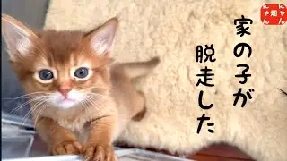 家の子猫が脱走しました