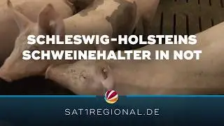 Schlie&szlig;ung des Schlachthofs in Perleberg bringt Schweinehalter in Schleswig-Holstein in Not