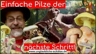 Herbstexplosion im Wald: Pilze &uuml;berall! Reizker, R&ouml;hrlinge & Totentrompeten suchen Oktober 2025