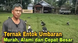 Ternak Entok Sistem Umbaran || Murah Alami & Cepat Besar