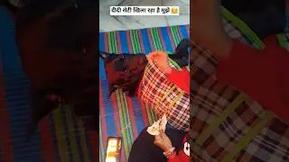 दीदी खिला रहै!! #shots #trending #mr #dog #labrador #jack #viral #motivation #short
