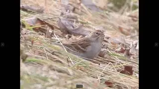Chipping Sparrow (Nonbreeding/Winter) Identification Example