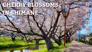 Spring in Japan| Beautiful cherry blossoms (sakura) in Shimane prefecture, 2021| 島根の桜
