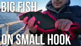 Small Hook&hellip; BIG Surprise in Port Hacking!