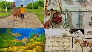 વછેરી માટે સામાન લેવા ગયા ? 😱 || horse lovers ||