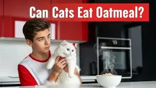 can cats eat oatmeal