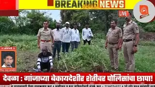 Deola: Police raid illegal cannabis cultivation! Deola police conducts crackdown in Umrane-Sangvi Shivara