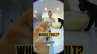 Pets Blame the Human for Ruined Breakfast 🥞🐶🐱
