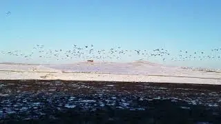 1000 geese taking off