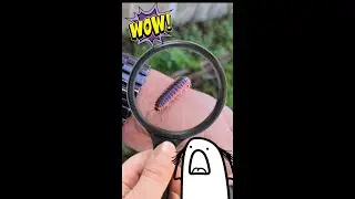 Flat-backed Millipede VS Me! 😮 #shorts #shortsvideo #nature #creepy