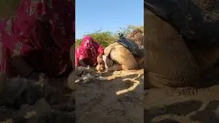 Camel: The Symbol of Strength & Patience in the Thar Desert #camel #shortvideo #animals #foryou
