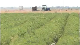 Atyrau farmers are mastering water-saving technologies