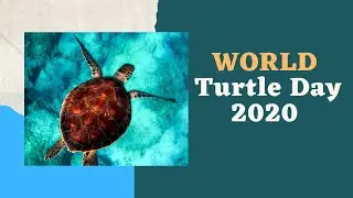 World Turtle Day 2020 - All things you must know