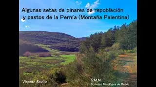 Algunas setas de pinares de repoblación y pastos de la Pernía (Montaña Palentina)