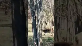 Best vidio ever !! #deer #buckwild #hunting #buckdeer #wildlife #whitetail #nature #whitetails