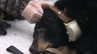 Biologists track bears as conflicts with humans rise