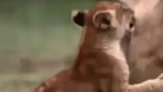 Fedu Tube is live!wowowo beautiful animal