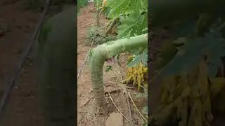 The Papaya Farming Trick That Triples Profits in China