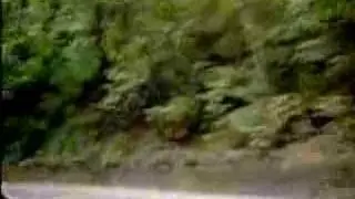 Craziest Road Up Fern Gully