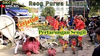 Pertarungan Sengit Sampai Terjatuh Edisi Bendrong Kering // Reog Purwa Lanang