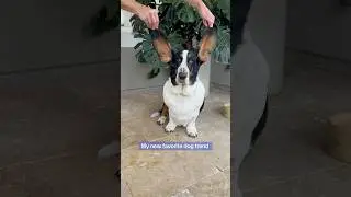 Can we make this the new dog trend?! #bassethound #dogears #bigears #dogshorts