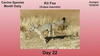 Canine Species Month Daily - Day 22: Kit Fox