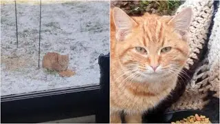 Un gatto spaventato continua a tornare davanti casa sua: un'amicizia che vi scalderà il cuore