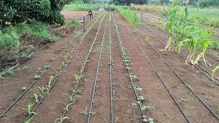 Garden Restart. Butternuts and Maize. Strength to farmers who lost crops due to persistent rainfall.