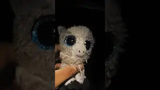Gabby sings yeah boy by Kelsea Ballerini #BeanieBoos
