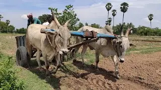 Bullock | BullockCart reckala racing video | BullockCart power performance  with load | cow videos
