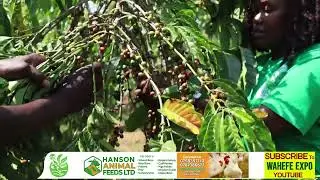 The Power of Proper Coffee Harvesting and Solar Drying, From Cherry to Quality