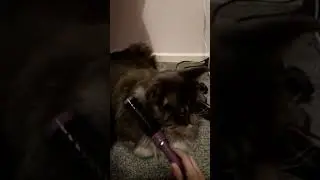 Kitty gets a 5 star hairstyle   