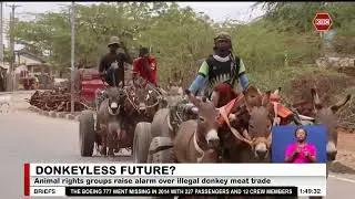 Animal rights groups raise alarm over illegal donkey skin trade
