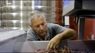 RIEGEL BIOWEINE &ndash; Image Movie