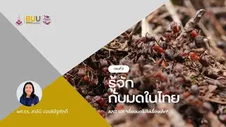 Ant 101 เรื่องมดไม่ใช่เรื่องเล็ก I EP.2 : รู้จักกับมดในไทย