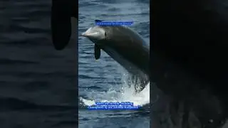 Top 5 The Animals That Can Hold Their Breath the Longest