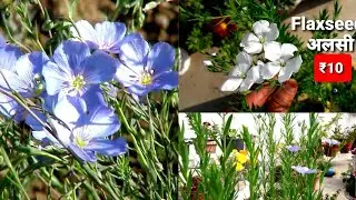 ₹10 में अलसी को बीज से कैसे उगाएं How to Grow Flaxseed Seeds in Pot Waste Material White Blue Flower