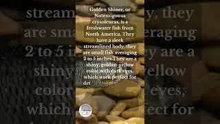 What is a Shiner Minnow?