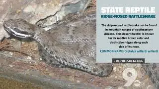 Animals of Arizona: These 5 critters represent the Grand Canyon State