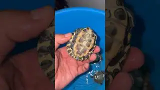 ( Winter&rsquo;s ma kaise kare care turtles ki 🐢🐶) #turtle #shorts #fish #babyturtle