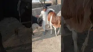 Bara Bachra | Desi Cattle Farm Ka Powerful Baby 🐄