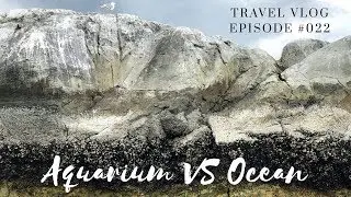 AQUARIUM VS OCEAN - VANCOUVER CANADA - DOLPHINS - OTTERS - SEALS - HOWE SOUND - LeAw Vlog #022