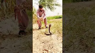 Mushki Naag short video #monkey #cobravsmongoose #kingcobra #animals #snakeandmongoose #kingsnake